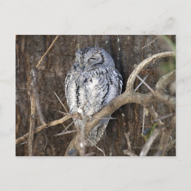 African Scops-Uggla, Kruger National Park, South Vykort (Framsida)