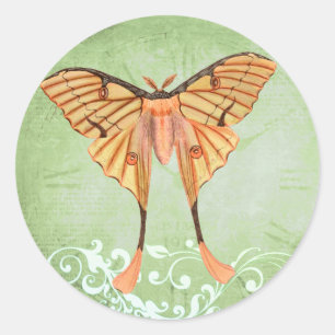 African Silke Moth Runt Klistermärke