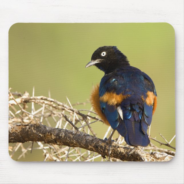 African Starling Musmatta (Framsidan)