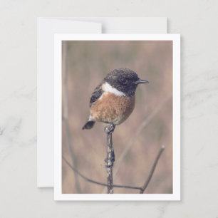 African Stonechat Bird Vykort
