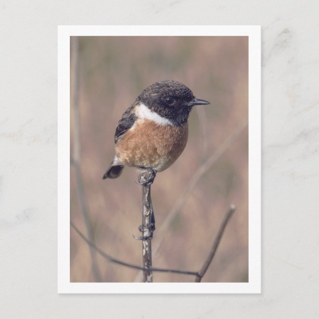 African Stonechat Bird Vykort (Framsida)