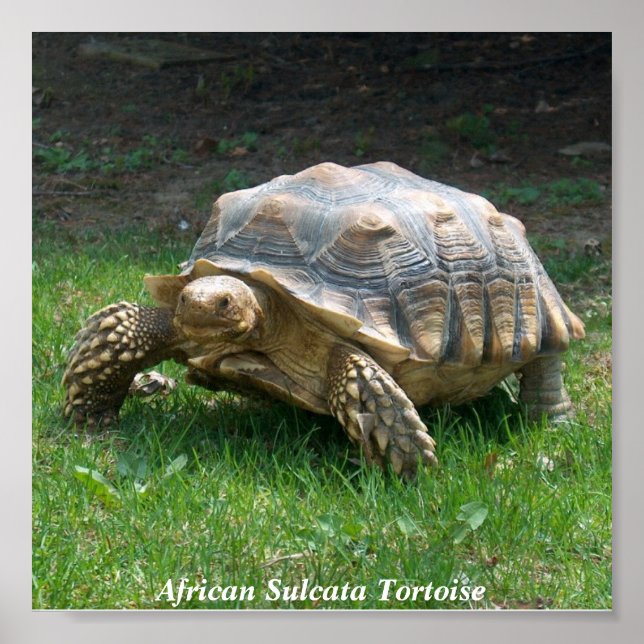 African Sulcata Tortoise Poster (Framsidan)