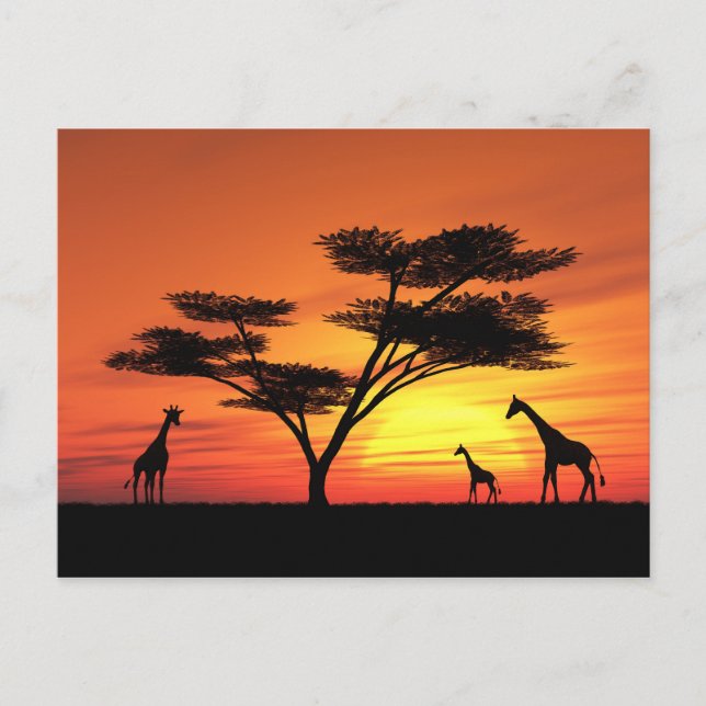 African Sunset Vykort (Framsida)