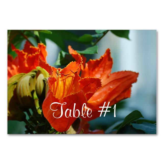 African Tulip Träd Bordsnummer (Framsidan)