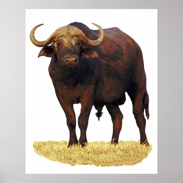 African Vatten Buffalo Poster 32 x 40 tum (Framsidan)