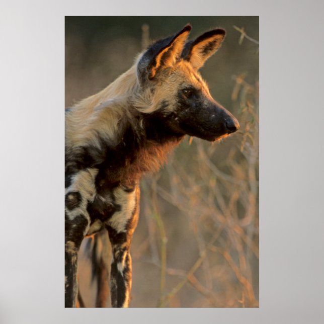 African Vild Hund (Lycaon Pictus), Kruger Poster (Framsidan)