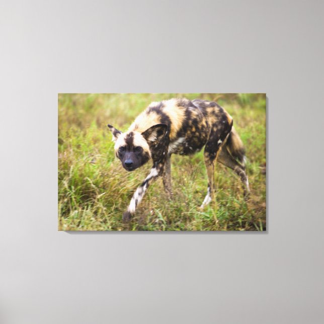 African Vild Hund (Lycaon Pictus), Madikwe Game Canvastryck (Framsida)