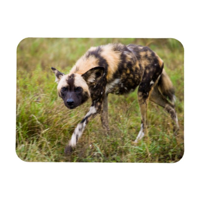 African Vild Hund (Lycaon Pictus), Madikwe Game Magnet (Horisontell)