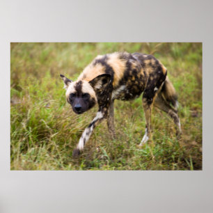 African Vild Hund (Lycaon Pictus), Madikwe Game Poster