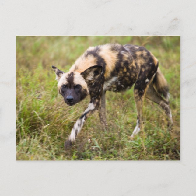 African Vild Hund (Lycaon Pictus), Madikwe Game Vykort (Framsida)