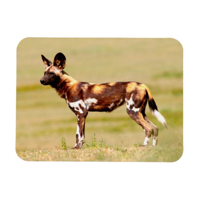 African Vild Hund (Lycaon Pictus) Magnet (Horisontell)