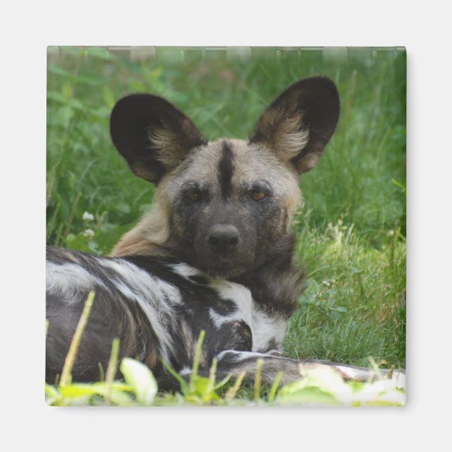 African Vild Hund Photo Magnet (Framsidan)