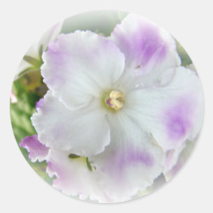 African Violet Blommar Runt Klistermärke