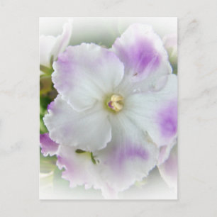 African Violet Blommar Vykort