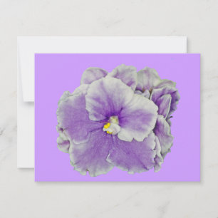 African Violet Lila