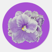 African Violet Lila
