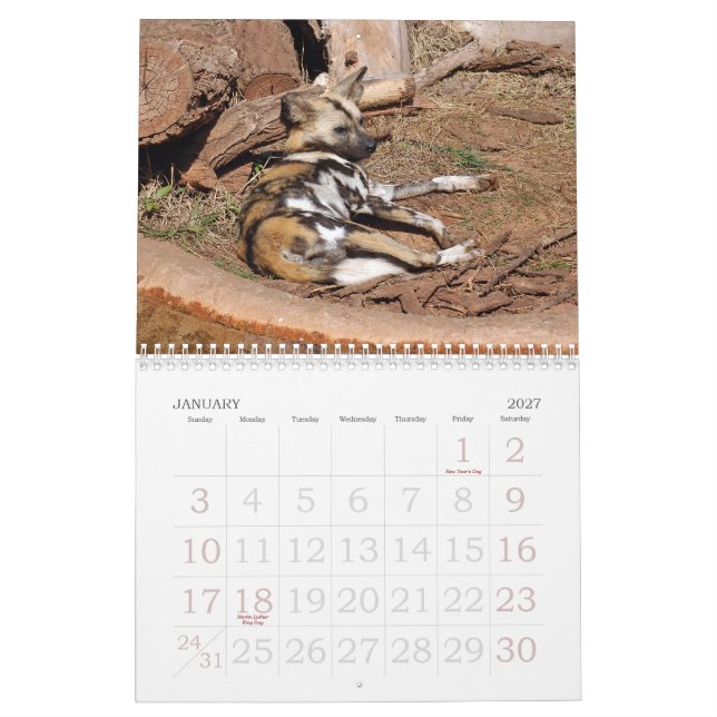 african-wild-dog-012 afrikansk vildhund kalender (Jan 2027)
