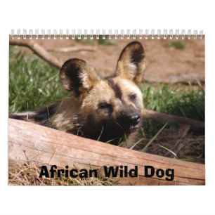 african-wild-dog-012 afrikansk vildhund kalender