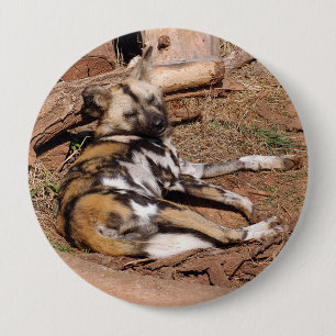 african-wild-dog-018 knapp