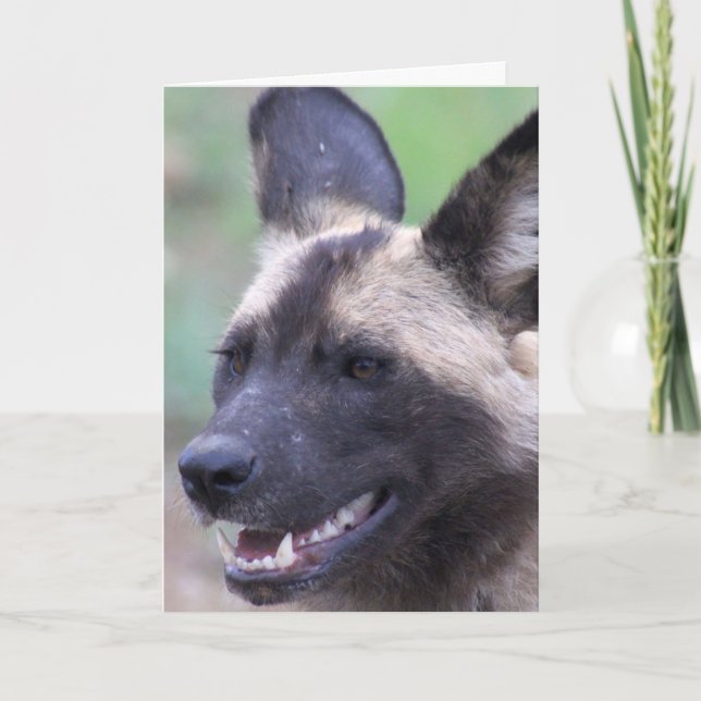 African Wild Dog (Painted Dog) Kort (Framsida)