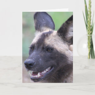 African Wild Dog (Painted Dog) Kort