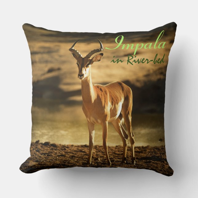 African Wildlife Impala in River-bed Kudde (Framsida)