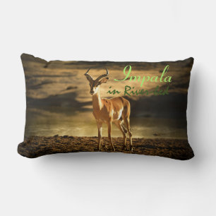 African Wildlife Impala in River-bed Lumbarkudde