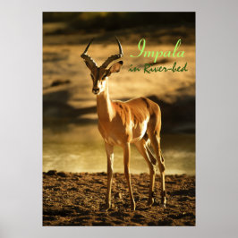 African Wildlife Impala in River-bed Poster