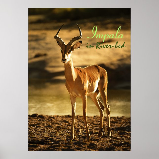 African Wildlife Impala in River-bed Poster (Framsidan)