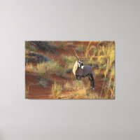 African Wildlife Oryx Antelope Sand Dune Savannah
