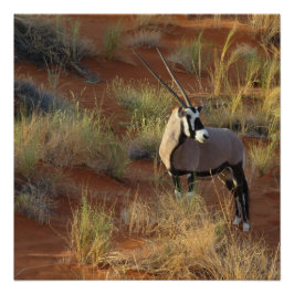African Wildlife Oryx Antelope Sand Dune Savannah Perfect Poster