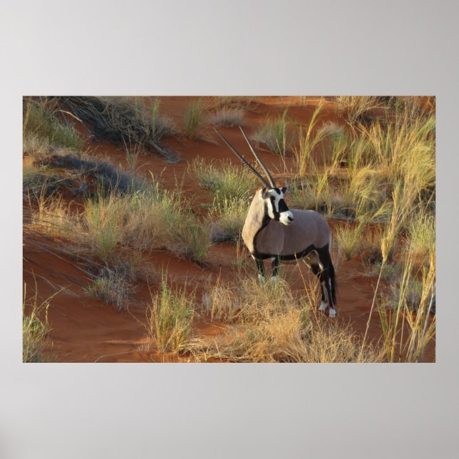African Wildlife Oryx Antelope Sand Dune Savannah Poster (Framsidan)