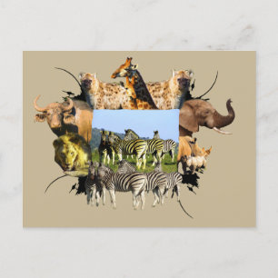 African Wildlife Ram Blå himmel Zebra Vykort