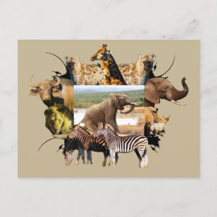 African Wildlife Ram Elephant Stigning Vykort