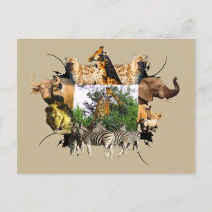 African Wildlife Ram Giraffe Aloe Vykort