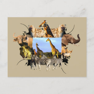 African Wildlife Ram Giraffe Herd Vykort