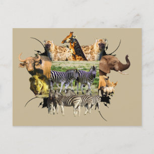 African Wildlife Ram Zebra Couple Vykort