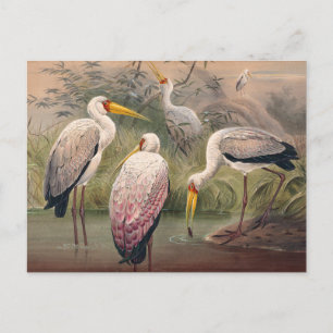 African Wood Ibis av Joseph Varg Vykort