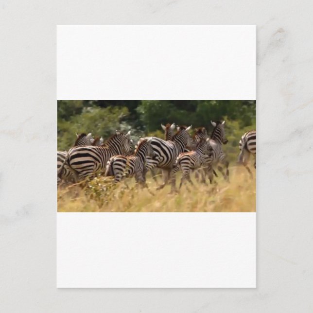 African Zebra coola saker Vykort (Framsida)