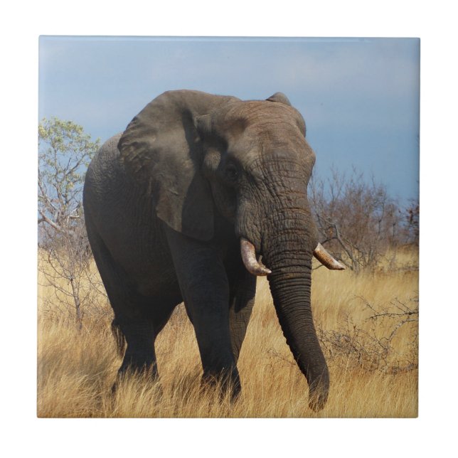 Africian Elephant Kakelplatta (Framsidan)