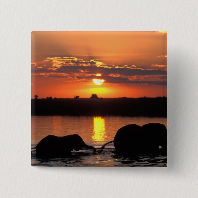 Afrika, Botswana, Chobe National Park, Flock Knapp (Framsida)