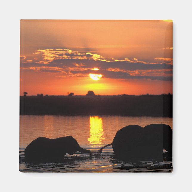 Afrika, Botswana, Chobe National Park, Flock Magnet (Framsidan)