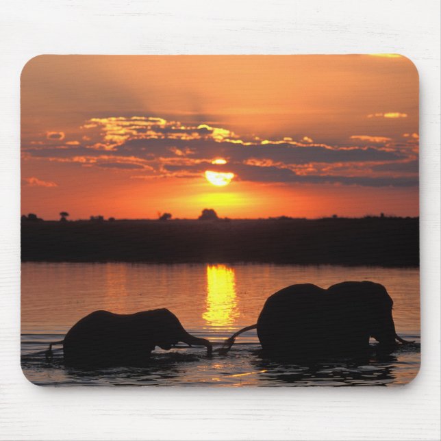 Afrika, Botswana, Chobe National Park, Flock Musmatta (Framsidan)
