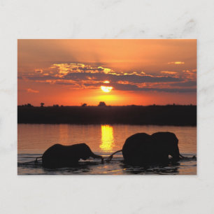 Afrika, Botswana, Chobe National Park, Flock Vykort