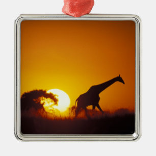 Afrika, Botswana, Chobe National Park, Giraff 2 Julgransprydnad Metall