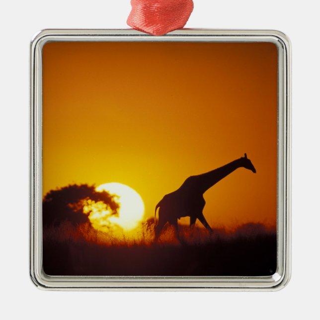 Afrika, Botswana, Chobe National Park, Giraff 2 Julgransprydnad Metall (Framsidan)
