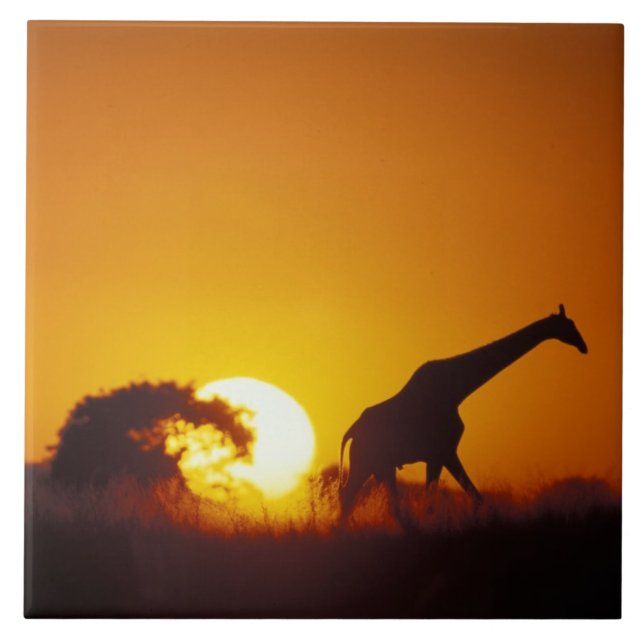 Afrika, Botswana, Chobe National Park, Giraff 2 Kakelplatta (Framsidan)