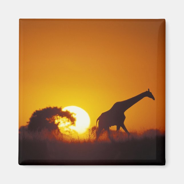 Afrika, Botswana, Chobe National Park, Giraff 2 Magnet (Framsidan)