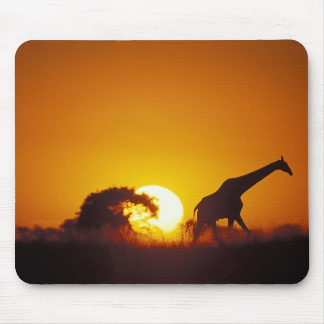 Afrika, Botswana, Chobe National Park, Giraff 2 Musmatta (Framsidan)