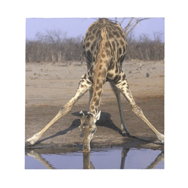 Afrika, Botswana, Chobe National Park, Giraff Anteckningsblock (Framsida)